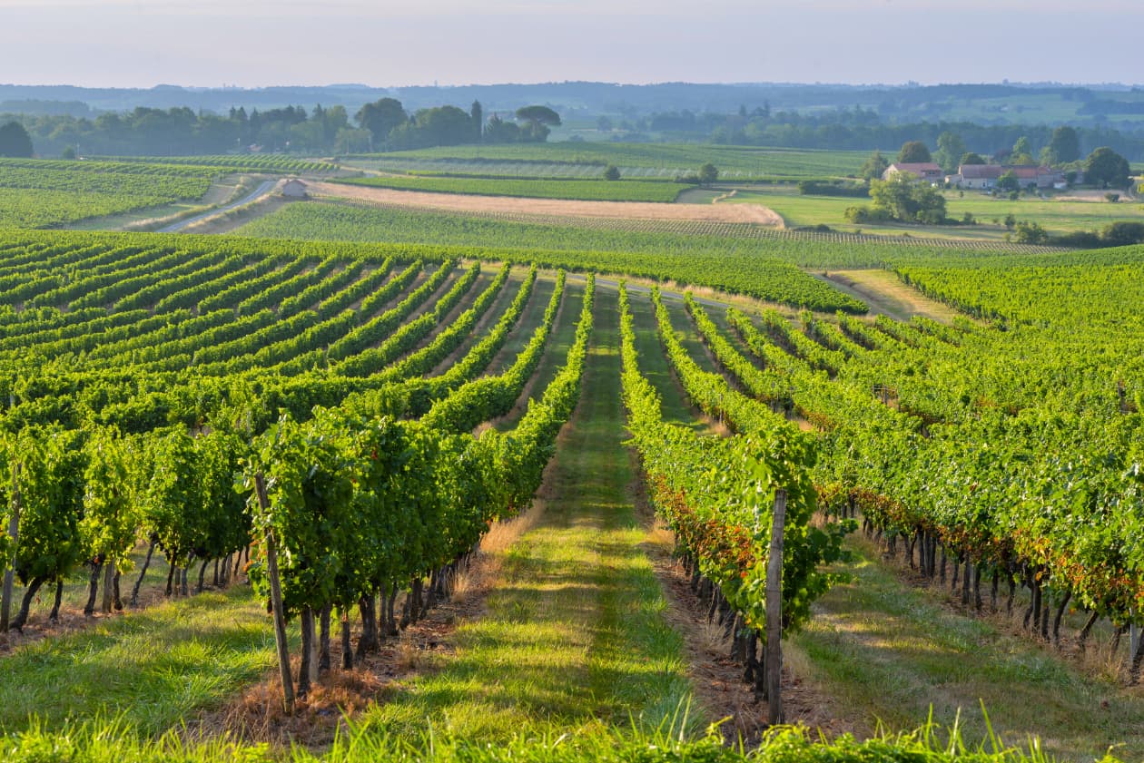 Vignobles alsaciens