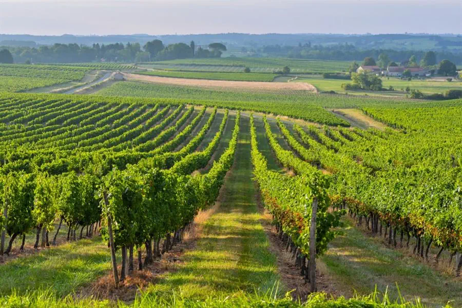 Vignobles